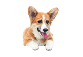 welsh corgi puppy looks up on an isolated background