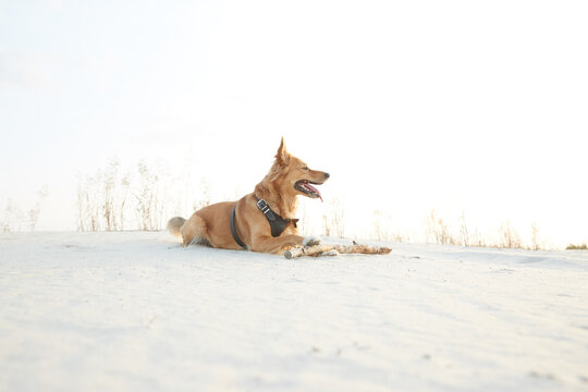 A dog lying on sand with a wooden stick on sunset