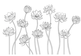 Black and white Lotus flowers isolated vector drawing. Botanical illustration. © OlgaShashok