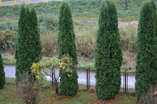 tuja