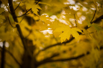 Hojas naranjas en un parque en otoño