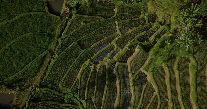 Aerial Drone View of Jatiluwih Bali rice fields and patties (UNESCO World Heritage) in 4k on a bright sunny day in Indonesia
