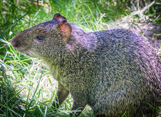 Agouti