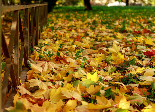 Colorful Autumn Maple Leaves On The Ground Soft Focus Photography. Natural Fall Pattern Background. Garden In Sunny Autumn Day.