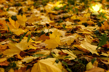 Colorful autumn maple leaves on the ground selective focus photography. Bright fall pattern background. Garden in sunny autumn day.