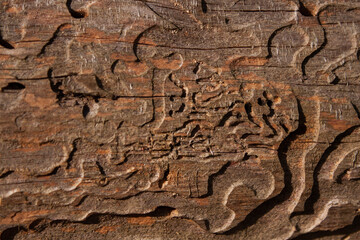 Tree bark pine texture background close up bark beetle