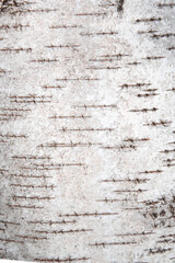 Tree bark birch white grey close up background