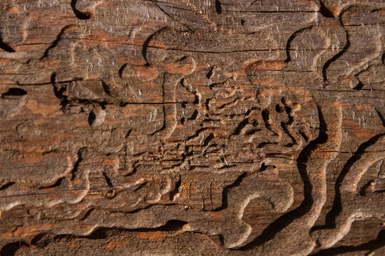 Tree bark pine texture background close up bark beetle