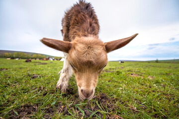 Close-up of a cute baby goat grazing on meadow