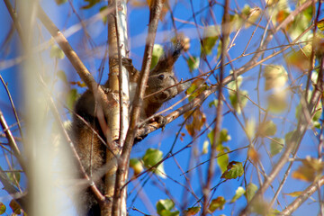 squirrel on tree