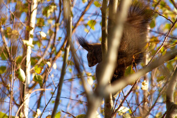 squirrel on tree