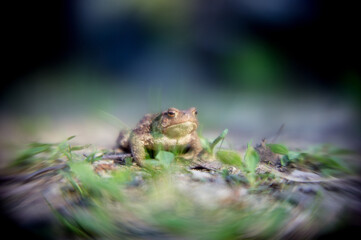 Frog on the ground, between the leaves. Common toad in the natural environment. Bufo bufo, family Bufonidae..