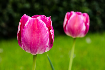 Pink tulips in the garden