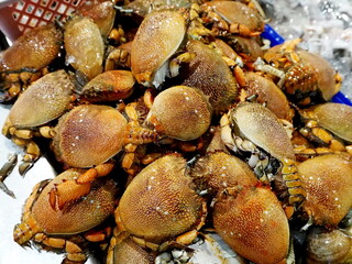 Cicada Crab in the sea food market
