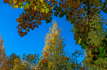 Crowns of autumn trees with colorful leaves against blue sky. or Autumn mood scene. Indian summer selective focus photography. Blurred seasonal nature background.