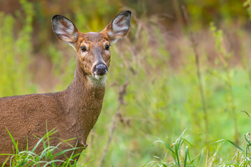 A closeup of a female white-tailed deer doe