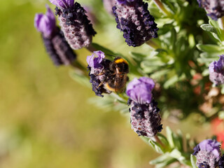 Buff-tailed Bumblebee or large earth bumblebee (Bombus terrestris) feeding on nectar and pollen on lavender 