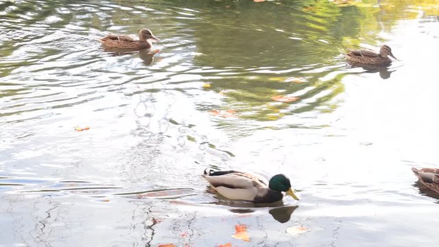 池で泳ぐ鴨の家族 / 北海道札幌市