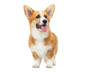 puppy looks on an isolated background, welsh corgi