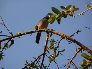 Yellow Billed Babbler - Very well known as Jungle Babbler sitting on a tree branch 