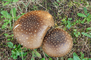 テングタケのイボ