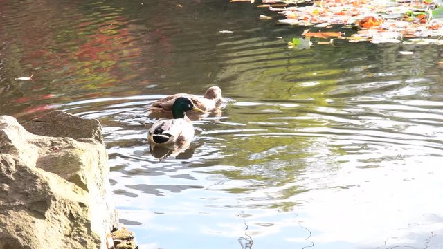 池で泳ぐ鴨の家族 / 北海道札幌市