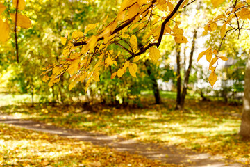 Yellow leaves on branch highlighted by sunlight soft focus photography. Bright fall pattern background with bokeh. Park in sunny autumn day.