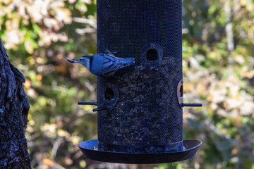 Bird getting some food from feeder