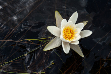 Nymphaea alba bloom. Water lily blossom among green leaves and blue water. White lotus with yellow pollen in bog. Blooming flower in natural swamp environment.