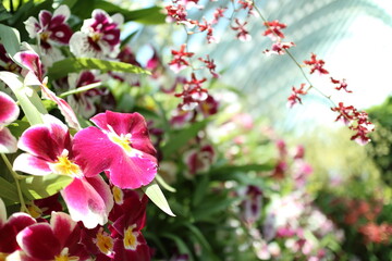 Obraz premium Orchid flowers in Cloud Forest, Garden by the Bay, Singapore