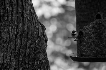 Bird getting some food from feeder