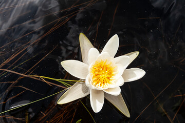 Nymphaea alba bloom. Water lily blossom among green leaves and blue water. White lotus with yellow pollen in bog. Blooming flower in natural swamp environment.