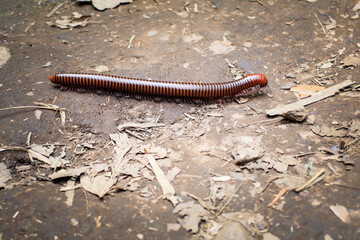 Millipedes on the floor in the forest Macro of orange and brown millipede on the floor, Millipede coiled, Disambiguation