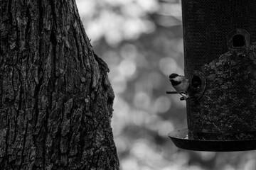 Bird getting some food from feeder