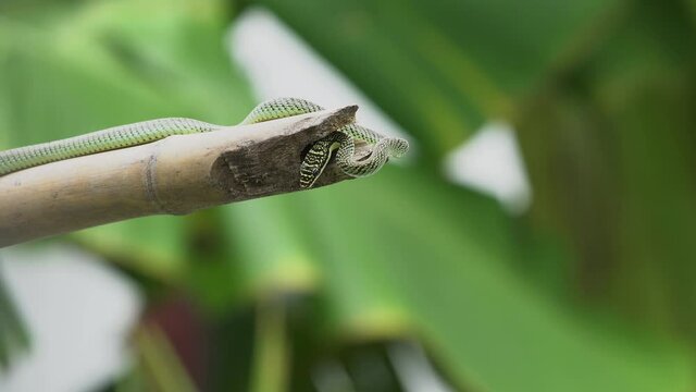 Golden Tree Snak in Garden	