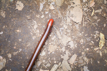 Millipedes on the floor in the forest Macro of orange and brown millipede on the floor, Millipede coiled, Disambiguation