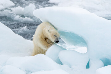 Fototapeta na wymiar Polar bear scratching back and head on block of sea ice