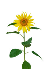 sunflower isolated on white background