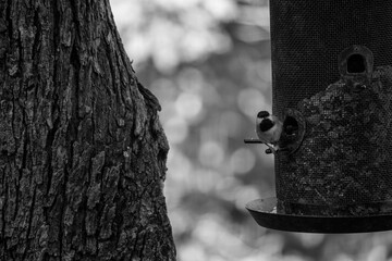 Bird getting some food from feeder