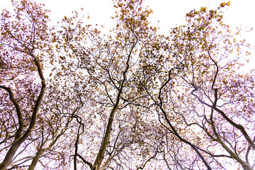 Autumn trees on white sky