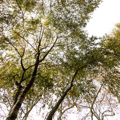 Trees on white sky