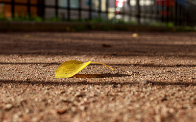 A fallen yellow leaf lies alone on the path. Soft focus photography. Tilt-shift effect. Autumn...
