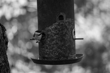 Bird getting some food from feeder