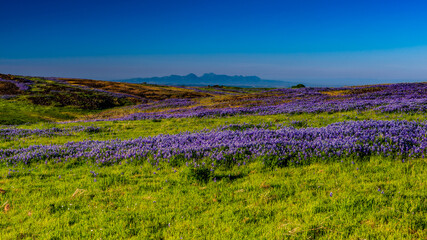 Fototapeta premium North Table mountain landscape with a predominance of lupinus and sutler buttes in the background on a cloudless sky day, Oroville, California, USA