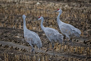 three sandhill cranes