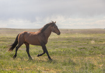 Obraz na płótnie Canvas Beautiful Wild Horse in the Utah desert in spring