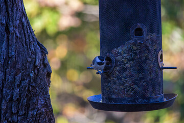 Bird getting some food from feeder