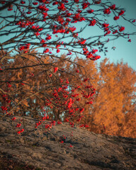 North berries autumn frost sweden