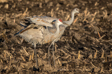 sandhill cranes