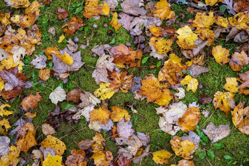 Autumn leaves background